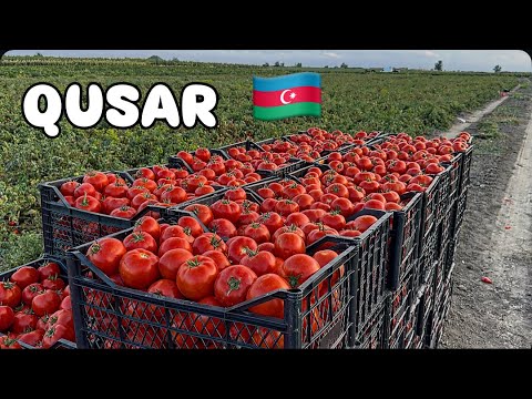 Видео: 💥БАКУ-ГУСАР💥ПОЛЯ ПОМИДОР,ПЕРЦА‼️СКОЛЬКО СТОИТ ЯЩИК ПОМИДОР⁉️QUSAR#baku#обзор#travel#bazar#еда#tasty#