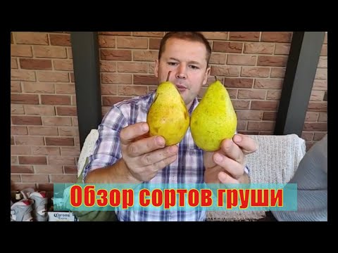 Видео: Обзор осенних сортов груш в Хатунском питомнике .3 октября 2020 года. Саженцы груши в  питомнике.