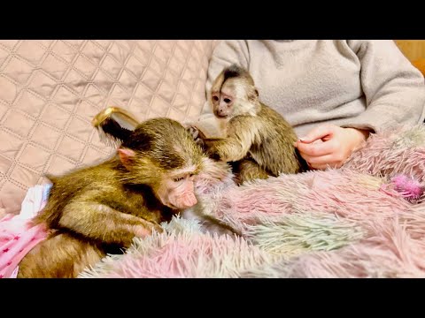 Видео: ТАКОЕ НЕОБЫЧНОЕ ВИДЕО! Финик помогает мне УХАЖИВАТЬ ЗА Анфисой!)))