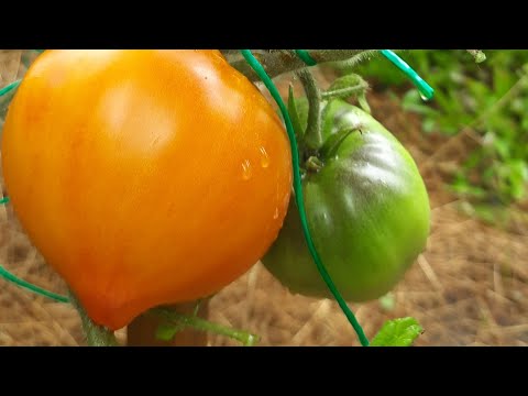 Видео: ЛУЧШИЕ СОРТА ТОМАТОВ!