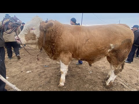 Видео: УРГАНЧ ГАЙБУ МОЛ БОЗОРИ ЭРТАЛАБГИ НАРХЛАРИ САВДОЛАР АВЖИДА БУГУН 😱16.11.2025