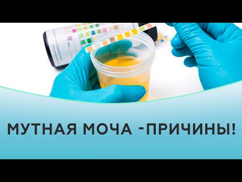 Видео: Мутная моча