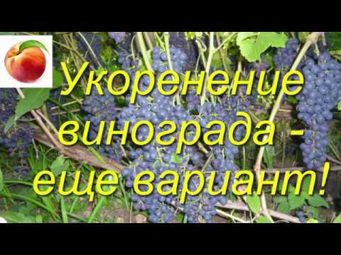 Видео: Воздушное Укоренение черенков винограда размножение