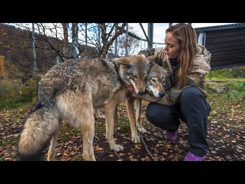 Видео: Огромный волк лежал на сене. Он почувствовал человека, но не смог поднять головы