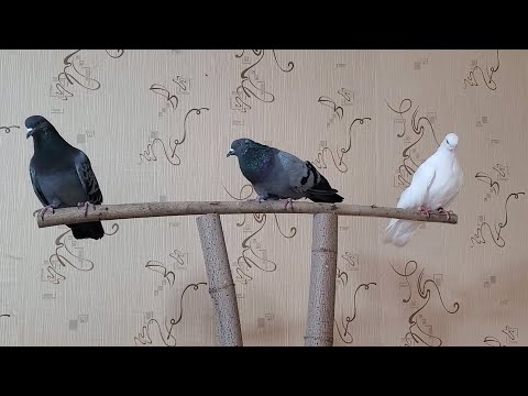 Видео: Новая присада для птиц и жидкое стекло на мебель