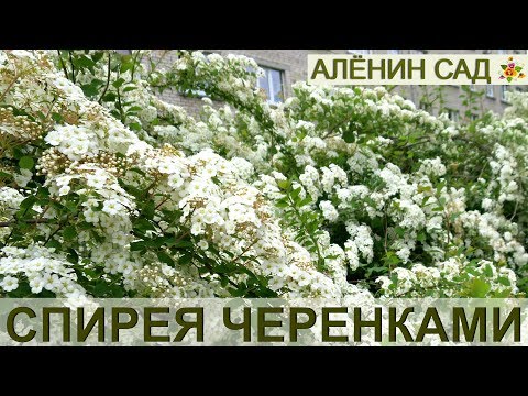 Видео: Как размножать СПИРЕЮ / Размножение спиреи черенками!