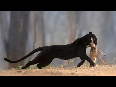 Видео: ЧЕРНАЯ ПАНТЕРА - Как живет и охотится неуловимый призрак джунглей!