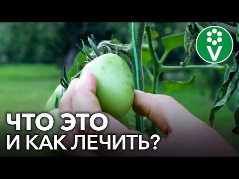Видео: БАКТЕРИАЛЬНЫЙ РАК ТОМАТОВ: характерные признаки и способы лечения