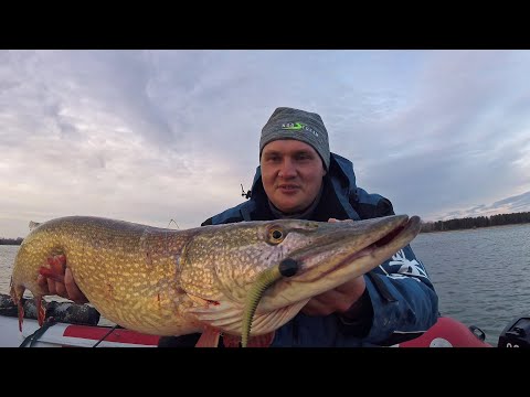 Видео: Щука КРОКОДИЛ!!!..К ЭТОМУ НЕВОЗМОЖНО ПРИВЫКНУТЬ! Рыбалка на спиннинг в Октябре