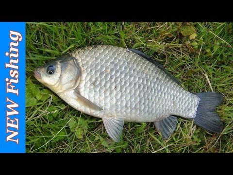 Видео: Вот это открылся по карасю! Ловля в апреле на поплавок.