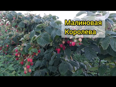 Видео: Малина Маравилла