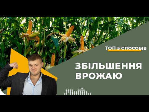 Видео: Як підвищити урожайність кукурудзи? 5 способів🌽