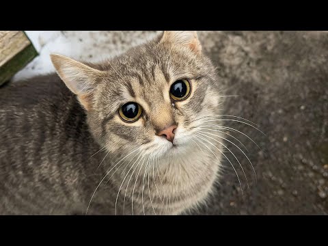 Видео: Уличный кот ждал у подъезда каждый вечер.. Девушка не знала, что на шестой день он исчезнет навсегда