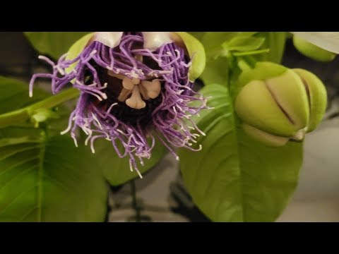 Видео: Перевалка пасіфлори в більший горщик, прямо на підвіконні 🌱😁