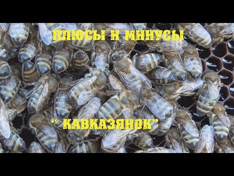 Видео: плюсы и минусы Кавказянок