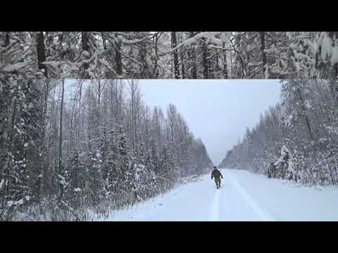 Видео: Охота на зайца с русско-пегой гончей . Всем приятного просмотра и с Наступающим 🎄