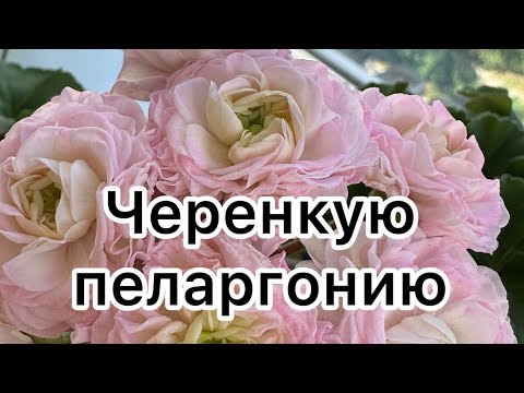 Видео: Как я черенкую сортовые пеларгонии‼️🔥🔥🔥 #пеларгония #цветыжизни #flower