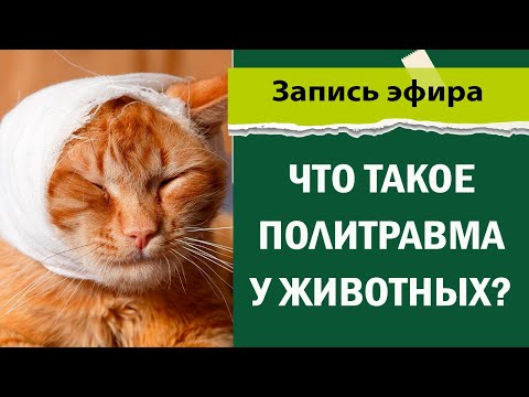 Видео: что такое политравма у животных