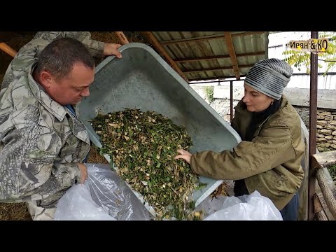 Видео: Силос в домашних условиях? Да! Силосовать можно ВСЁ!