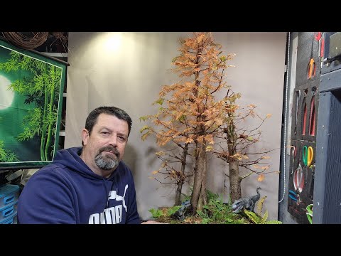 Видео: Обрезка моих секвой