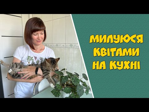 Видео: Милуюся квітами на кухні