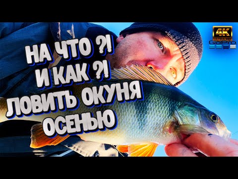 Видео: Самый ЭФФЕКТИВНЫЙ способ ловли Окуня осенью ❗