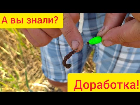 Видео: Как одевать насаживать лиманного морского червя нереис на крючек
