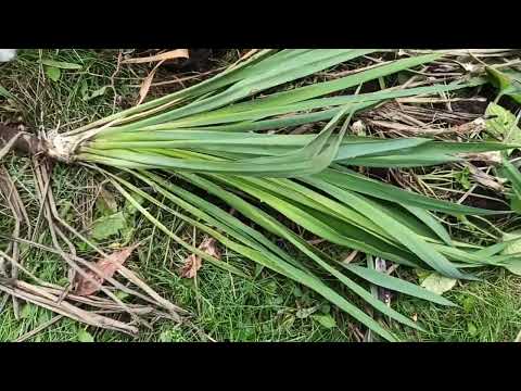 Видео: Пересаживаем юкку.