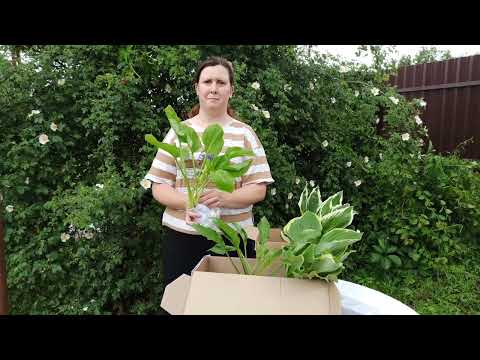 Видео: Распаковка посылки с хостами.