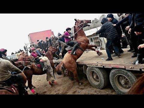 Видео: Жумабек акенин улагы ( 2- бөлүм ) Акыркы улак/ Бишкек Дача Су.