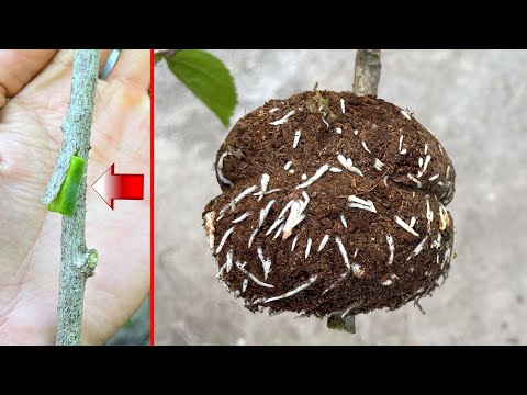 Видео: Как извлечь гибискус с кактусом | Разведение цветов гибискуса