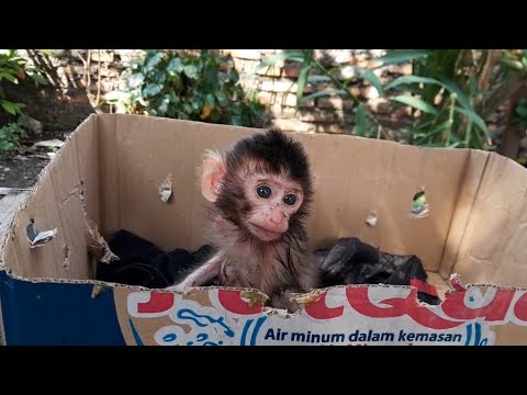 Видео: Худой, с диареей и весь в фекалиях! Бедный малыш-обезьянка с косичкой.