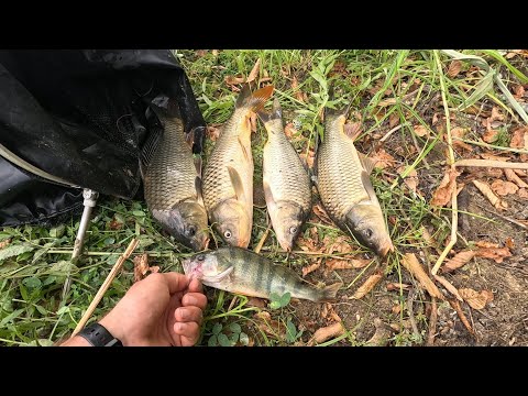 Видео: САЗАНЫ прут один за другим.ВОТ ЭТО УЛОВ!!!#рыбалка #fishing #carpfishing #carp #карп #fish