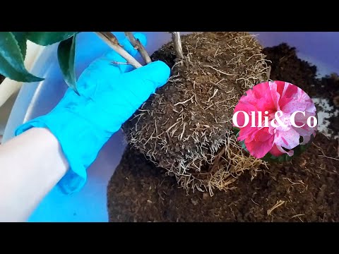 Видео: КАМЕЛИЯ ПЕРЕСАДКА
