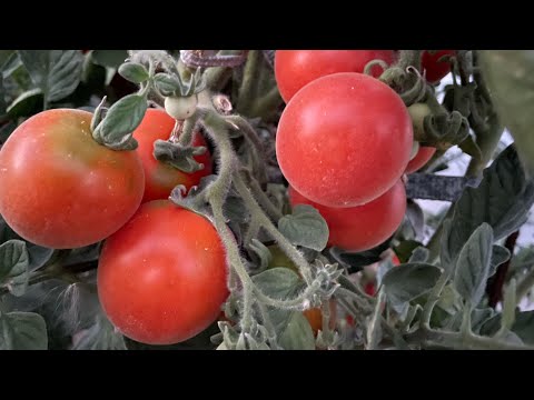 Видео: ПОЛНОЕ РАЗОЧАРОВАНИЕ! ТАКИЕ ТОМАТЫ САЖАТЬ БОЛЬШЕ НЕ БУДУ НИКОГДА!