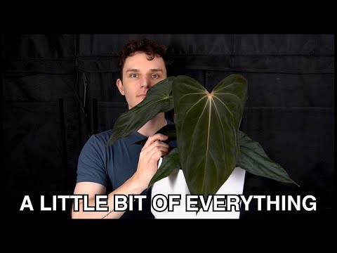 Видео: Делюсь комнатными растениями, которые привлекли мое внимание