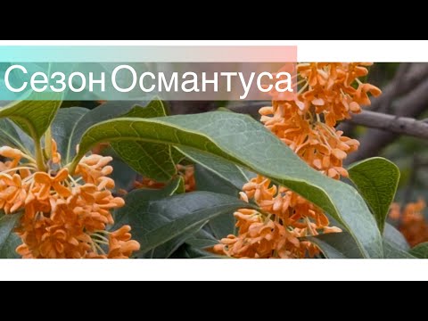 Видео: Идём в больницу😷/Цветы Османтуса