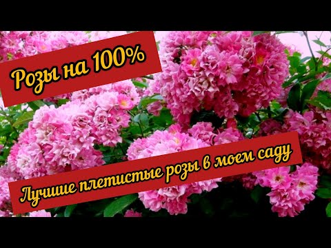 Видео: Лучшие плетистые  розы в моем саду. Розы для каждого сада.