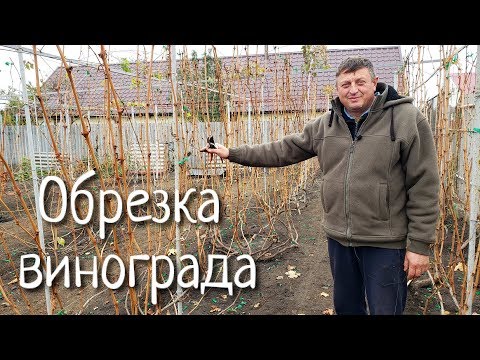 Видео: Обрезка виноградных кустов осенью. Готовимся к укрытию на зиму