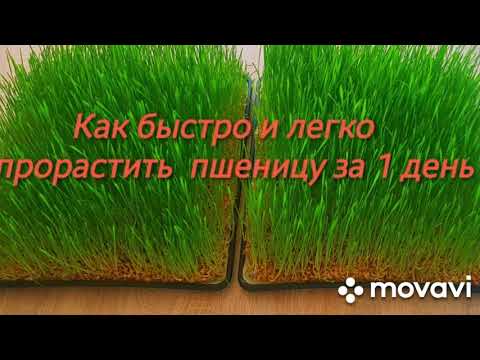 Видео: Как быстро и легко  прорастить  пшеницу  в домашних  условиях