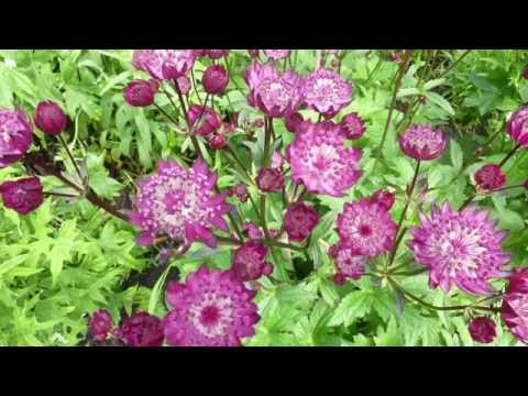 Видео: Цветник в тени - часть 3 (уДачные советы)