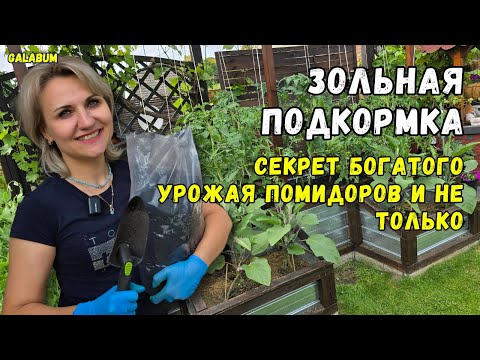 Видео: ПОДКАРМЛИВАЕМ ПОМИДОРЫ ЗОЛЬНОЙ ПОДКОРМКОЙ / Делаем Стресс Помидорам и Приводим в Порядок.@GALABUM