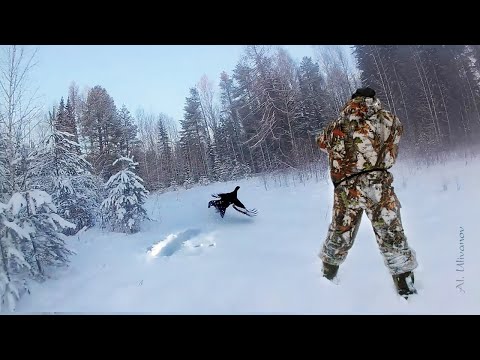 Видео: Охота на тетерева на лунках 2021. Закрытие сезона.  Black grouse hunting