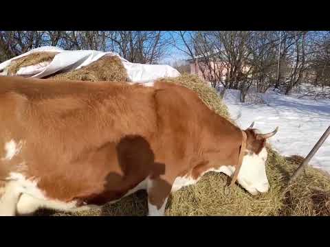 Видео: На что нужно обращать внимание при покупке коровы.