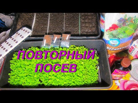 Видео: ДНЕВНИК ТАБАКОВОДА - № 74 ПОВТОРНЫЙ ПОСЕВ ТАБАК