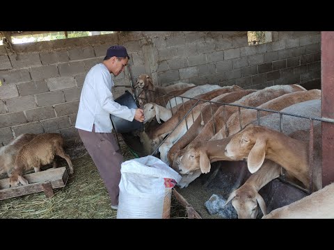 Видео: Бул чөпкө да жемге да кете берет || Ушул койлорго соонун компонент