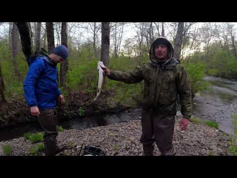 Видео: Много крупного ленка. Рыбалка на хариуса и ленка. Хабаровский край. Открытие сезона. Май 2022.