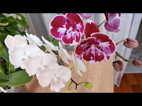 Видео: Орхидеи| Первые цветения новых подростков| Тонкие корни. Почему| Одни с цветоносами, другие нет
