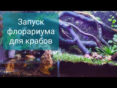 Видео: Запуск флорариума для крабов