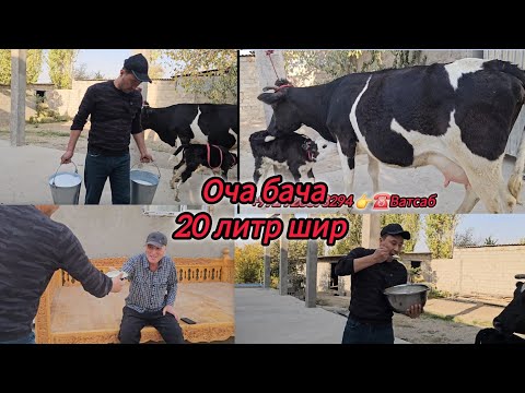 Видео: 24-ОКТЯБР ОЧА БАЧА 20 ЛИТР ШИР ВА КАЙМОКДОР